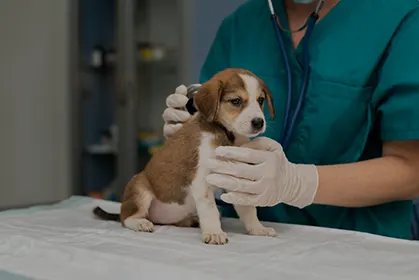 Pet &amp; Vet